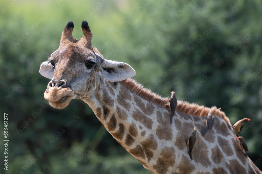 Naklejka premium Giraffa Giraffa - Southern giraffe - Two-horned giraffe - Girafe du Sud