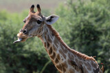 Giraffa Giraffa - Southern giraffe - Two-horned giraffe - Girafe du Sud