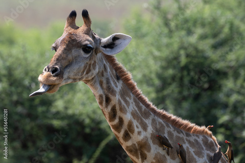Giraffa Giraffa - Southern giraffe - Two-horned giraffe - Girafe du Sud
