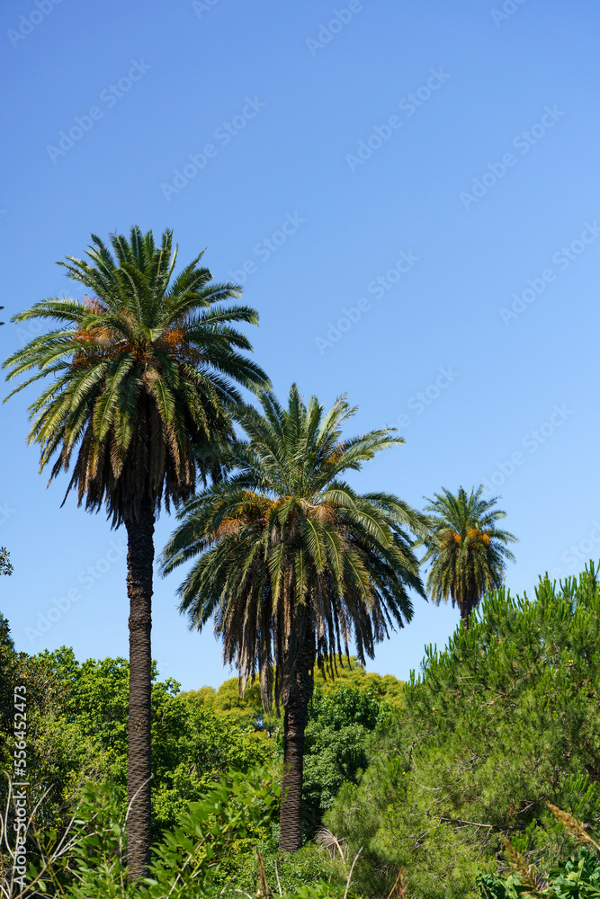 Palm landscape background. Tropical palm trees with leaves in the thickets of jungles against the background of the summer sunny blue sky. Nature, vacation, relaxation concept.