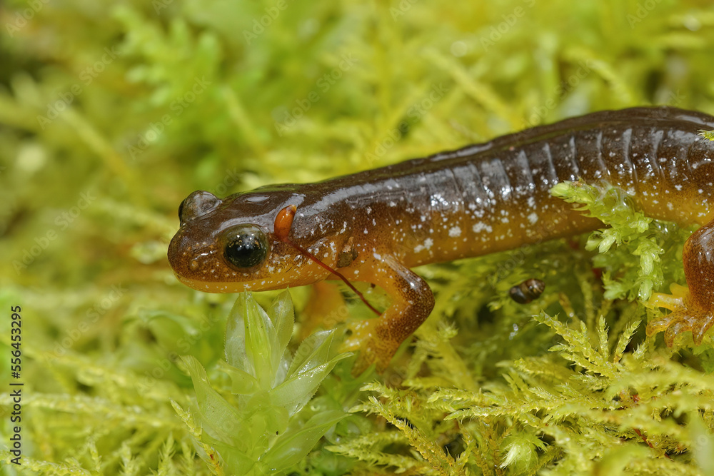 Closeup on the rare and endangered Columbia torrent salamander, Rhyacotriton kezeri in green moss