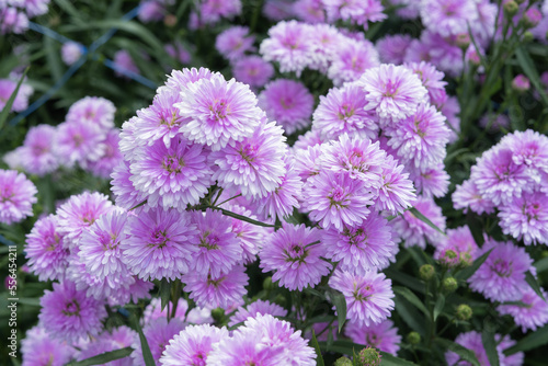 Beautiful chrysanthemum flowers in the garden  stock photo