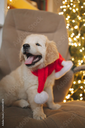 Fototapeta Naklejka Na Ścianę i Meble -  golden retriever puppy for new year and Christmas in santa claus hat
