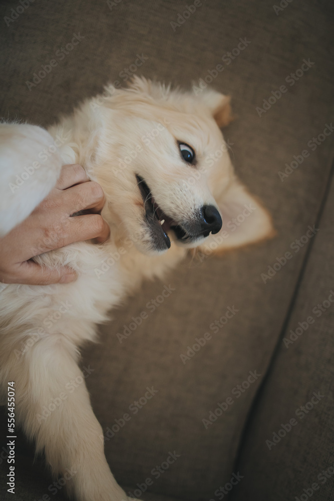 a golden retriever puppy is lying on the couch a golden retriever puppy is lying on the couch