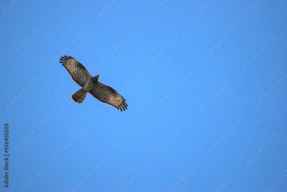 Bondrée apivore (Pernis apivorus) en vol sous un ciel bleu - France Bondrée apivore (Pernis apivorus) en vol sous un ciel bleu - France