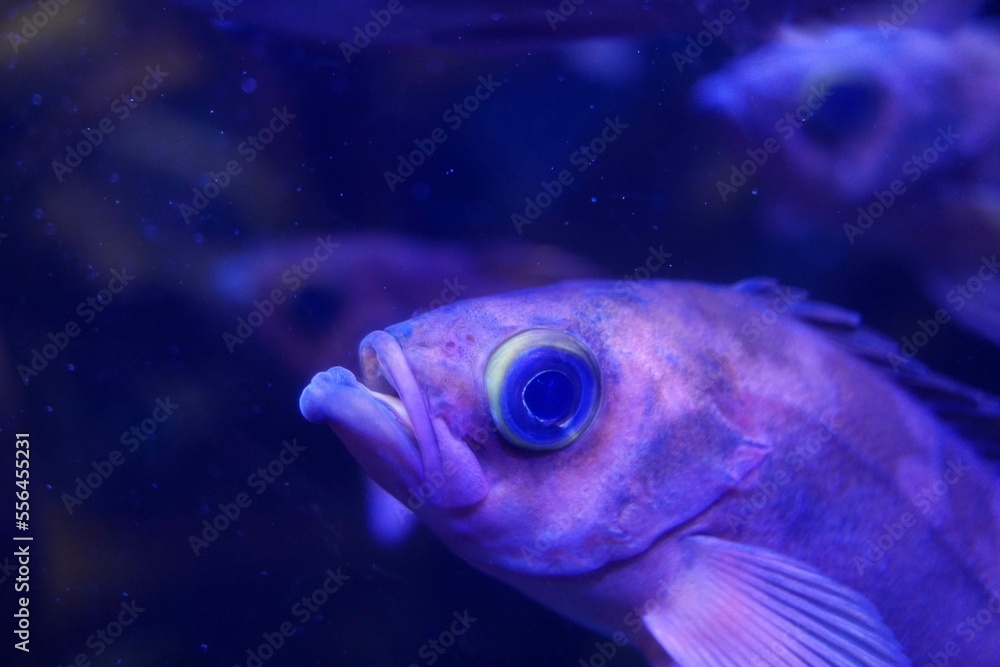 魚 魚