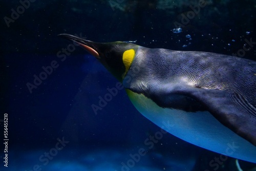 Obraz na płótnie 泳いでるペンギン