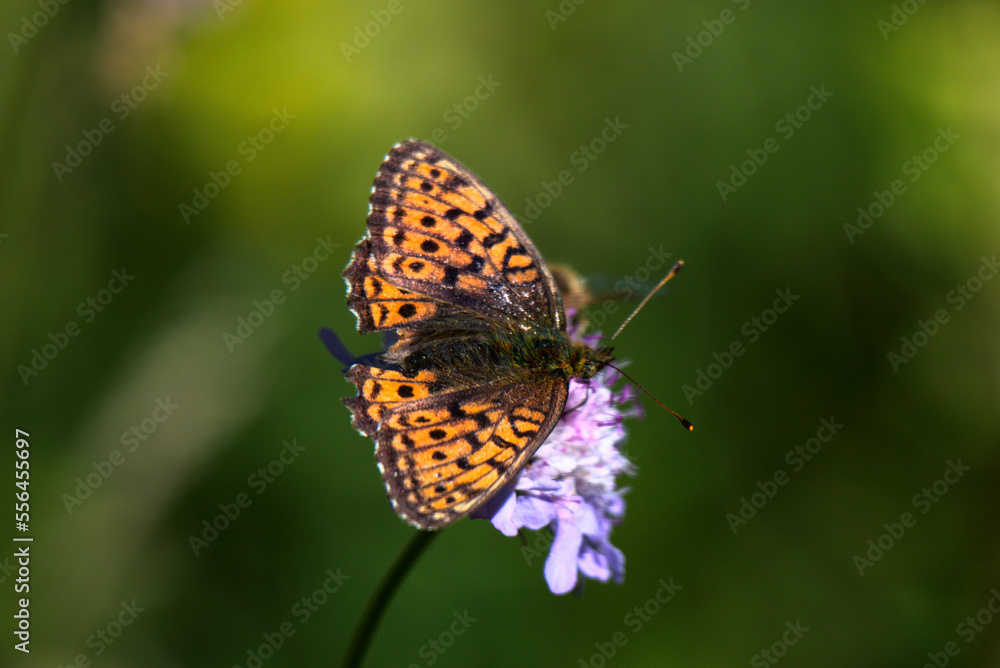 Papillon Tabac d'Espagne (Argynnis paphia) butinant une fleur - France Papillon Tabac d'Espagne (Argynnis paphia) butinant une fleur - France