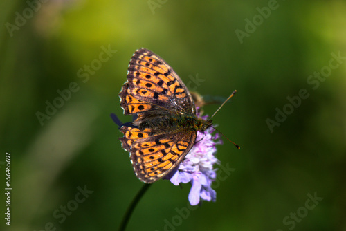 Papillon Tabac d'Espagne (Argynnis paphia) butinant une fleur - France 