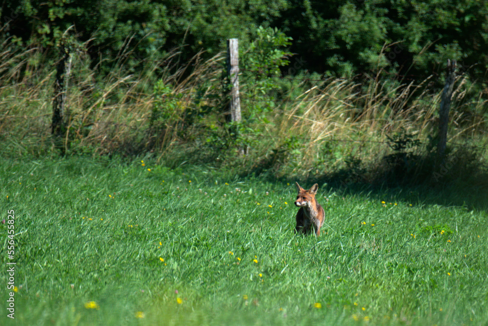 Renard roux (Vulpes vulpes) dans un champs en été - France Renard roux (Vulpes vulpes) dans un champs en été - France