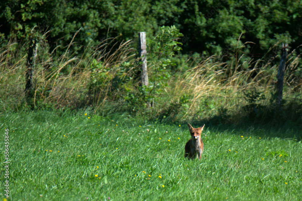 Renard roux (Vulpes vulpes) dans un champs en été - France Stock Photo ...