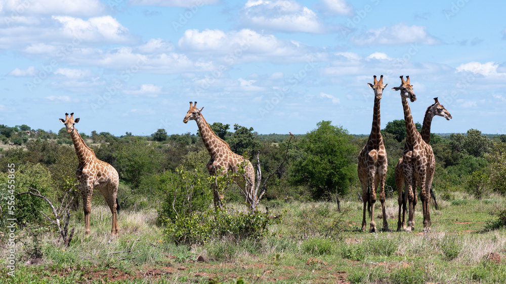 Giraffa camelopardalis giraffa - Giraffa giraffa giraffa - South