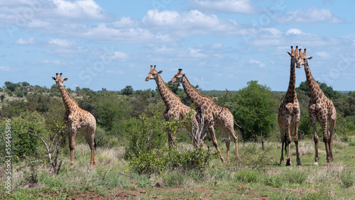 Giraffa camelopardalis giraffa - Giraffa giraffa giraffa - South African giraffe - Cape giraffe - Girafe d'Afrique du Sud - Girafe du Cap (Parc Kruger) © Thomas
