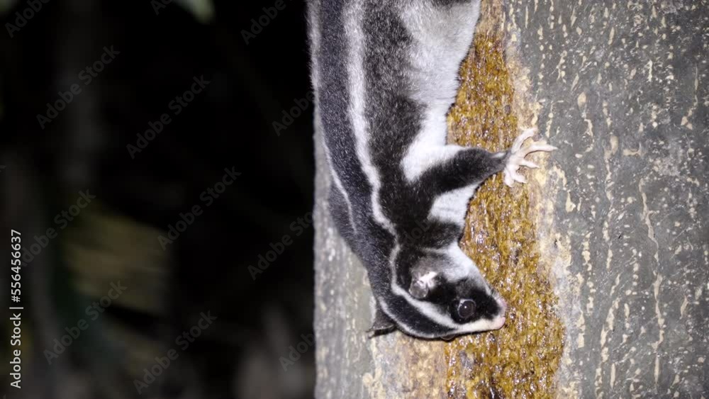 a close up side view of a striped possum feeding on a rainforest tree ... Biology Diagrams