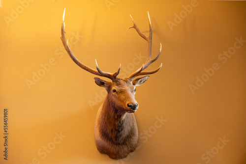 Deer head decoration