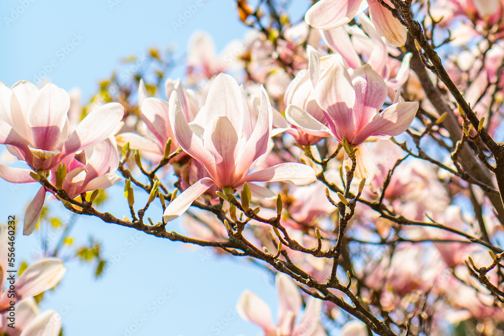 magnolia tree blooms in spring. pink flowers bathed in sunlight in warm April weather. close-up magnolia tree blooms in spring. pink flowers bathed in sunlight in warm April weather. close-up