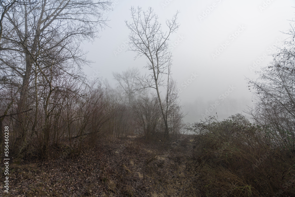 Kahle Bäume im Winternebel mit modrigen Laub Kahle Bäume im Winternebel mit modrigen Laub