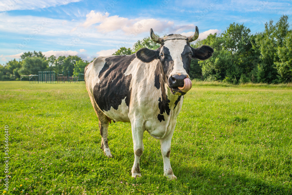 Domestic cattle concept. funny black and white cow in the field. Domestic cattle concept. funny black and white cow in the field.
