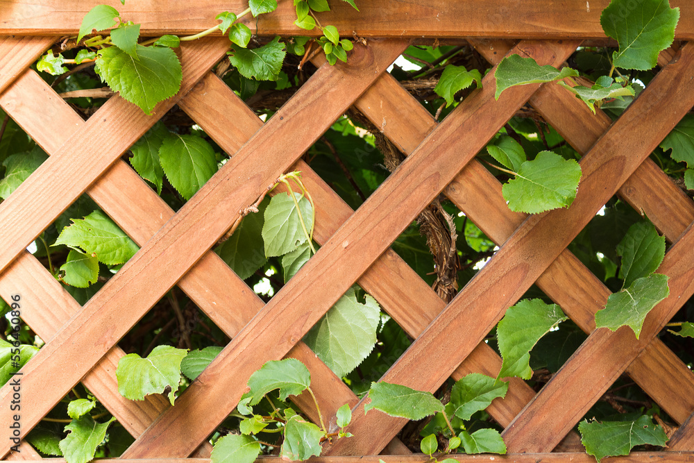texture background wooden fence with green wine leaves texture background wooden fence with green wine leaves