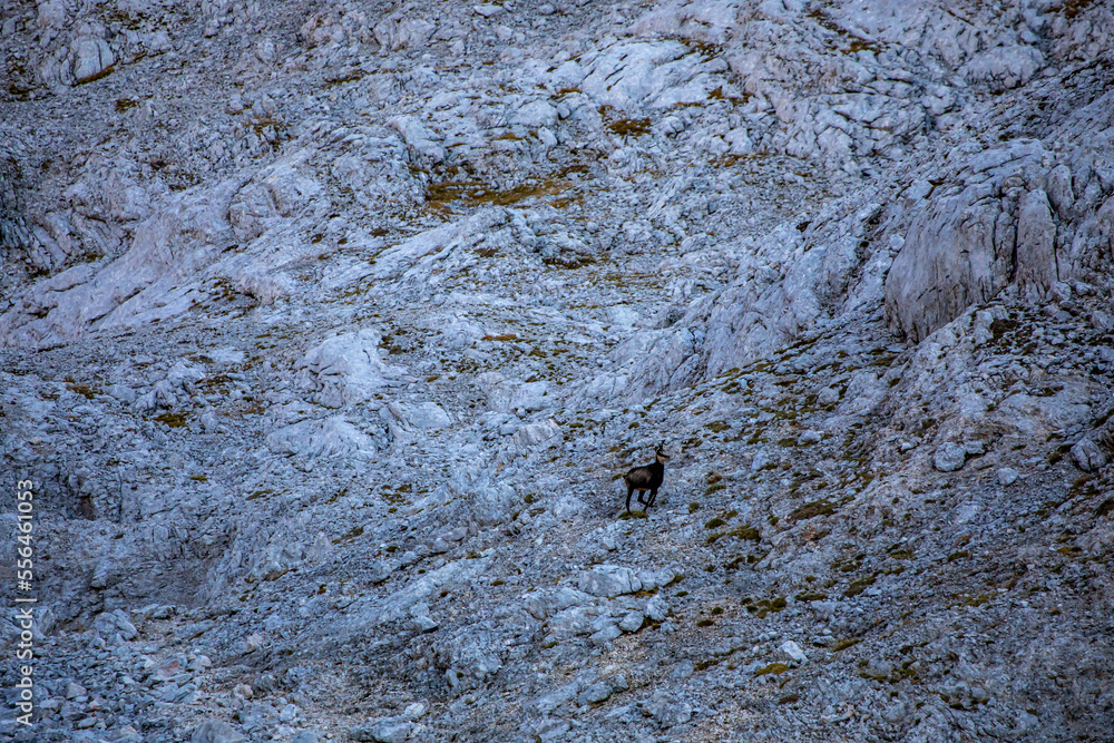 Obraz premium Chamois in Julian alps, Slovenia 