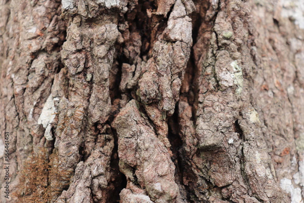 Close up thickened tree bark. Bark surface texture. Natural background
Close up thickened tree bark. Bark surface texture. Natural background