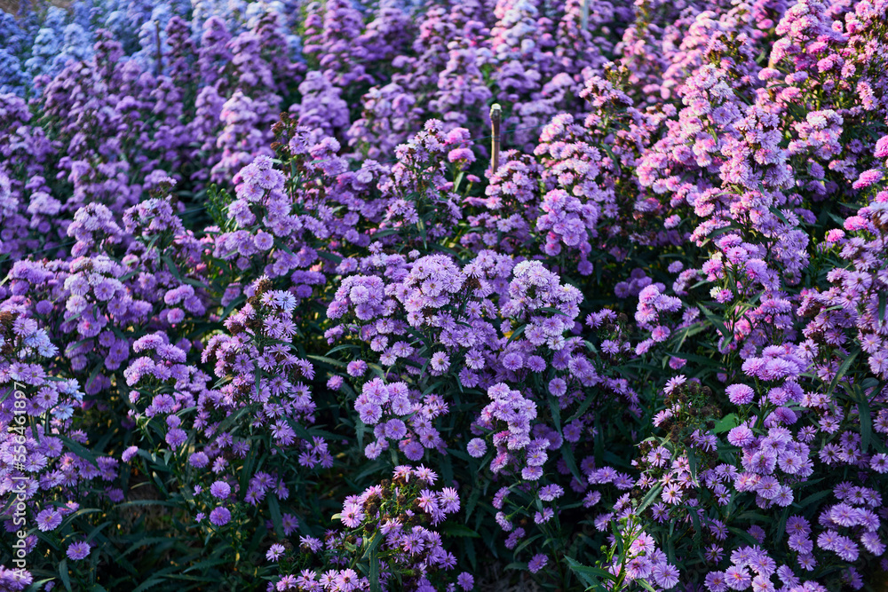 Purple margaret flower blooming in the garden Purple margaret flower blooming in the garden