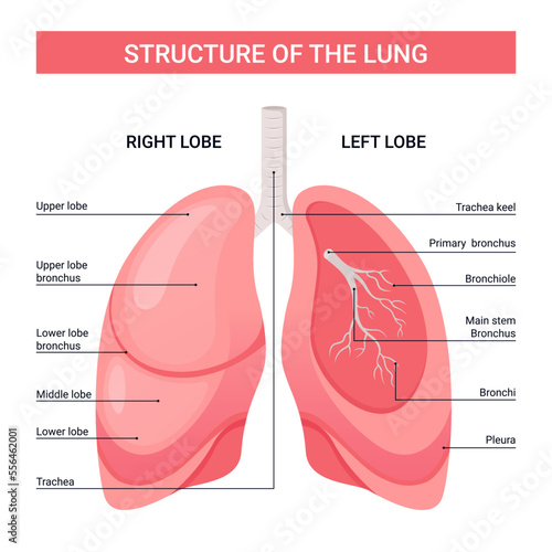 Structure of lungs diagram, medical illustration