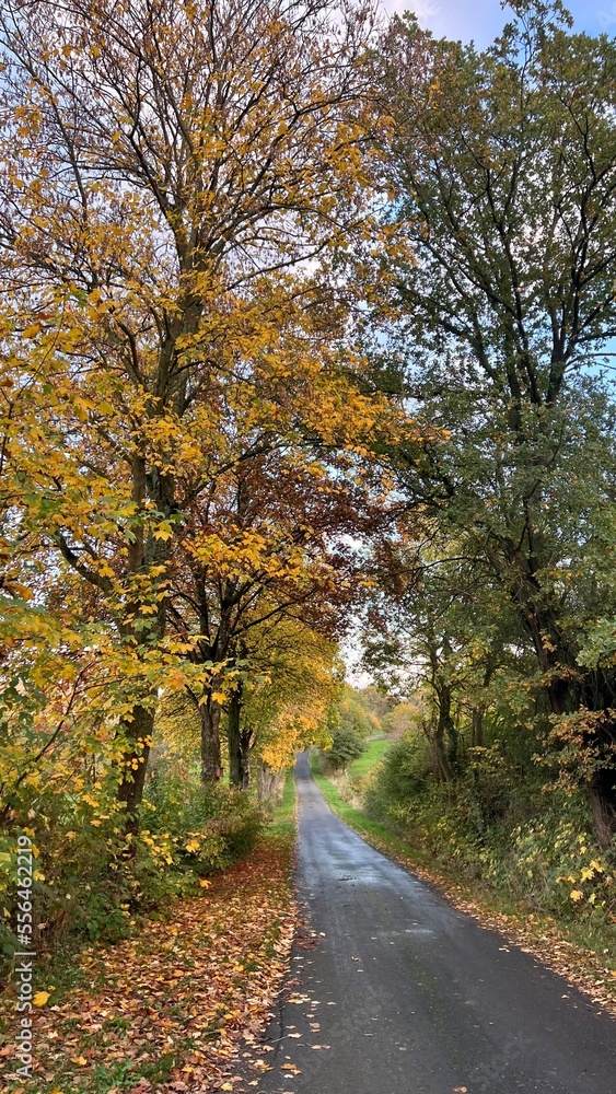 road in autumn forest