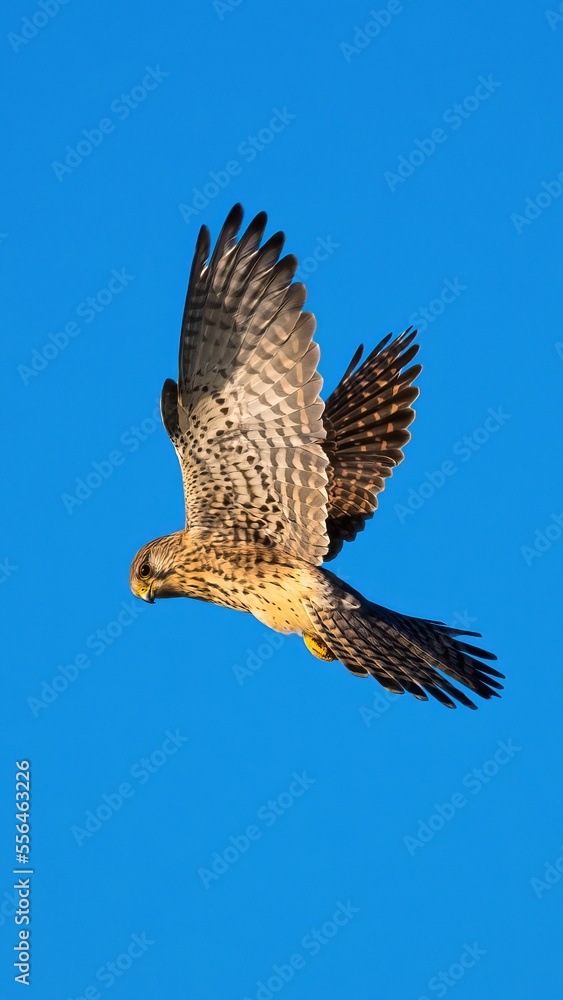 Fototapeta premium Kestrel in Flight