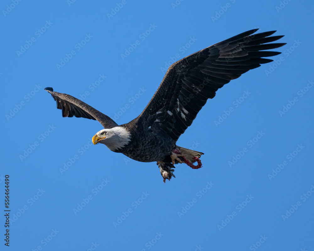 Naklejka premium Bald Eagle