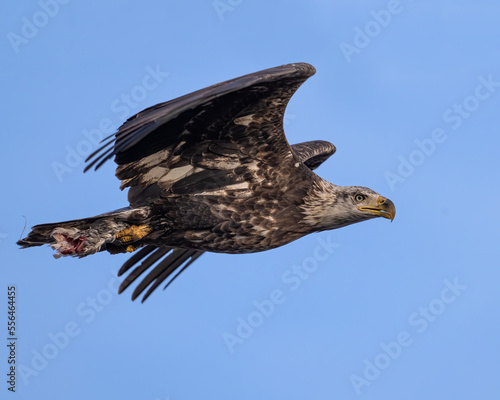 Bald Eagle photo