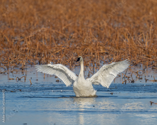 Trumpeter Swan wing beat photo