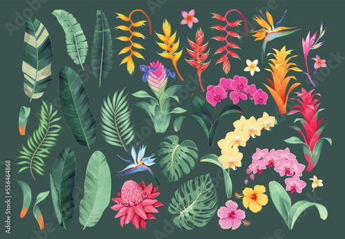 Big vector set of tropical flowers and leaves photo