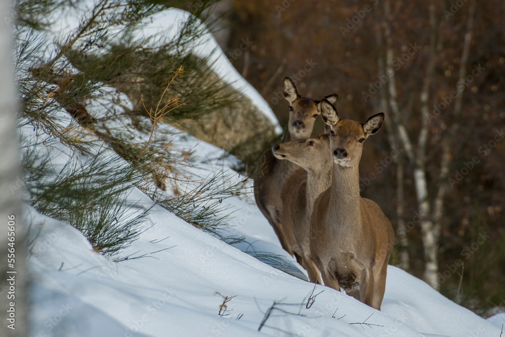 Winter female red deers or does and fawn (Cervus elaphus) walking in single file in a snowy forest, Italian Alps, Monviso natural Park. Wild animals in the snow.