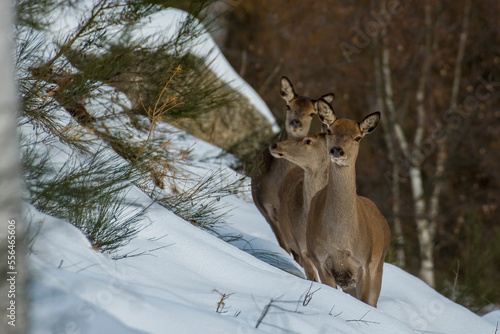 Obraz na płótnie Winter female red deers or does and fawn (Cervus elaphus) walking in single file in a snowy forest, Italian Alps, Monviso natural Park. Wild animals in the snow. w salonie