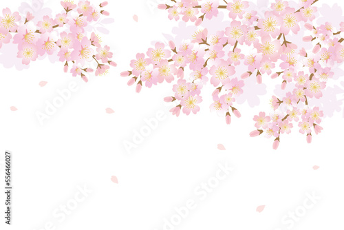 Cherry blossom flowers background illustration