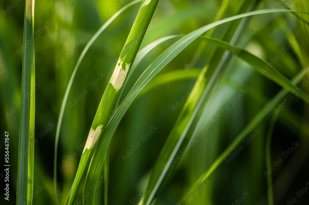 Deteilaufnahme Zebragras Miscanthus sinensis 'Zebrinus' vor unscharfem Hintergrund Deteilaufnahme Zebragras Miscanthus sinensis 'Zebrinus' vor unscharfem Hintergrund