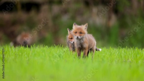 baby fox kitten puppies playing on a green field with litter mates sisters and brothers furry, wild and cute on fullhd canon eos r5 telelens
