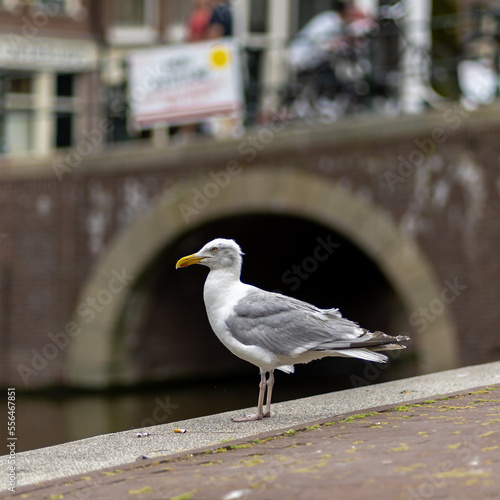 Photography the framed seagull