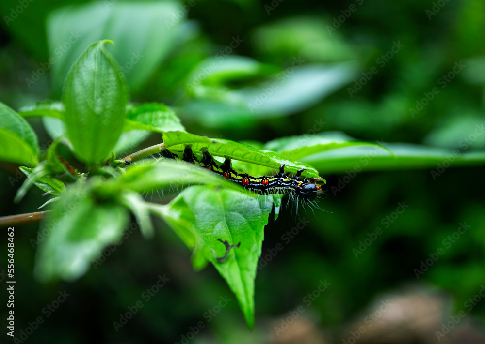 caterpillar on leaf