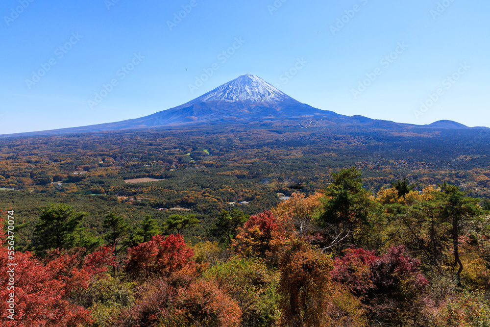 美しい秋の富士山と青木ヶ原樹海