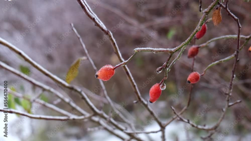 tree branches covered with ice after frozen rain storm tree branches covered with ice after frozen rain storm