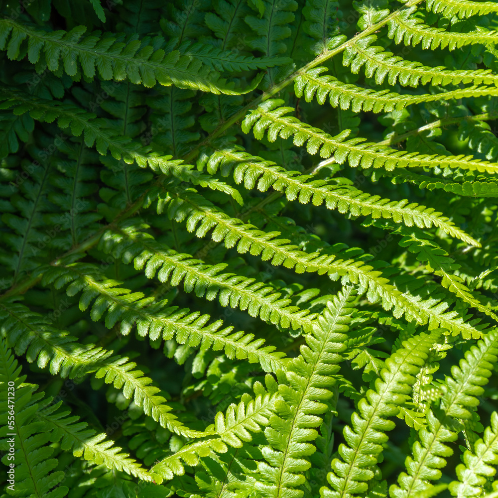 A leaf close-up. Beautiful plant, macro. Green fern plant in close up A leaf close-up. Beautiful plant, macro. Green fern plant in close up