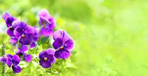 blossoming violas Flowers close up  floral blurred natural background. Beautiful purple pansies in garden. spring  Summer season. fresh gentle flowering nature image. template for design. copy space