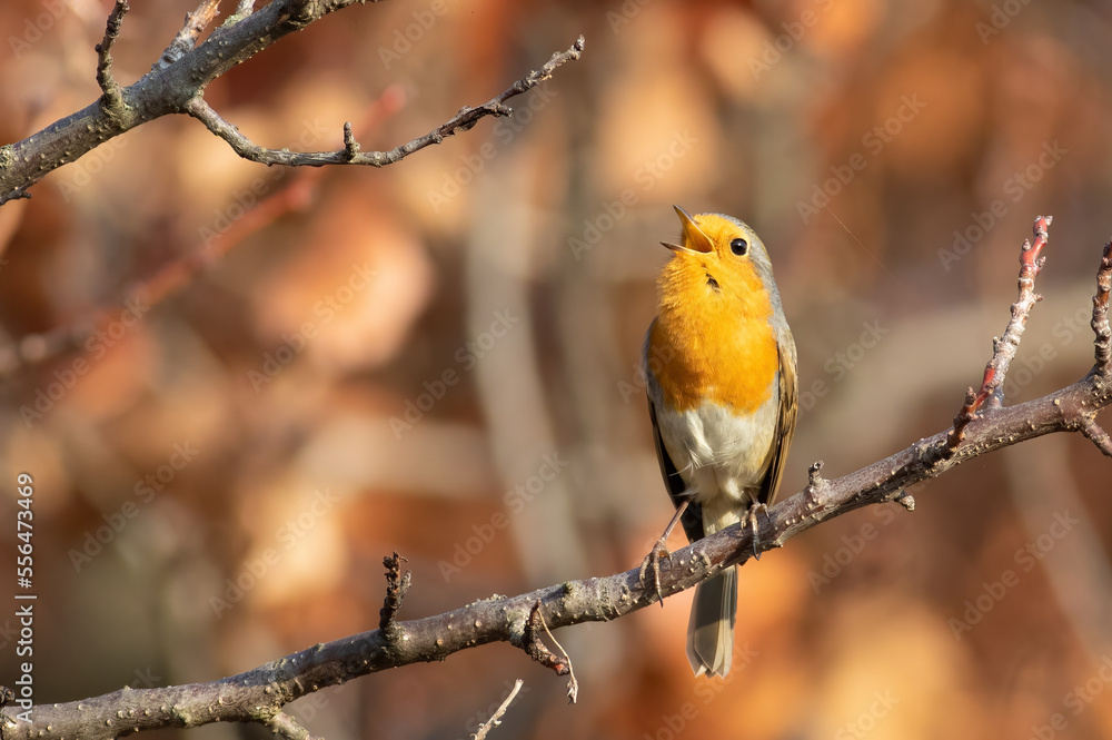 European Robin, Erithacus rubecula. A bird sits on a branch and sings European Robin, Erithacus rubecula. A bird sits on a branch and sings