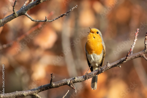European Robin, Erithacus rubecula. A bird sits on a branch and sings