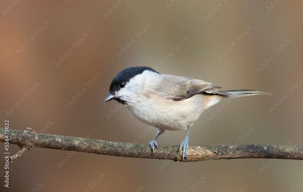 Marsh Tit, Poecile palustris. A bird sits on a tree branch Marsh Tit, Poecile palustris. A bird sits on a tree branch