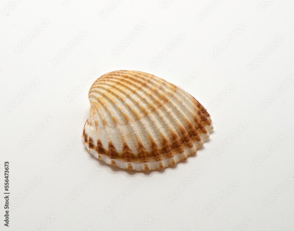 sea shell on white background sea shell on white background