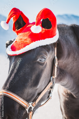 Pferd / Weihnachten