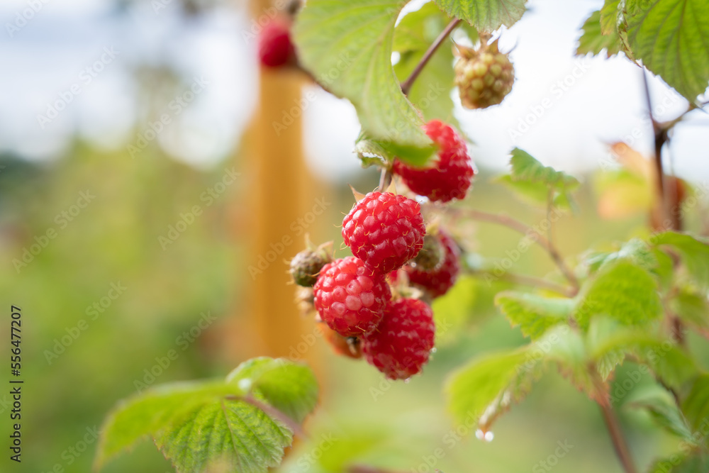 Red sweet berries growing on raspberry bush in fruit garden. What tastes more like summer than a sweet raspberry plucked straight from the bush? Red sweet berries growing on raspberry bush in fruit garden. What tastes more like summer than a sweet raspberry plucked straight from the bush?